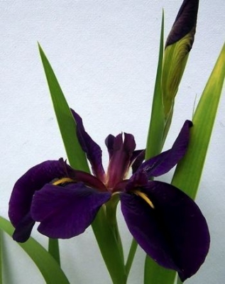 Iris louisiana black gamecock

